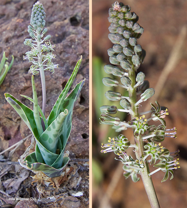 Ledebouria inquinata