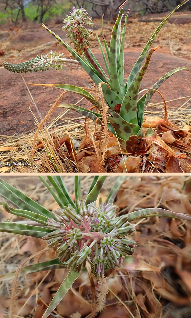 Ledebouria marginata