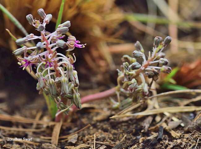 Ledebouria minima