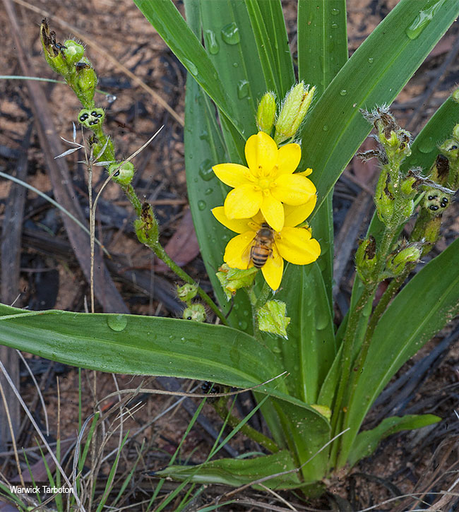 Hypoxis hemerocallidea