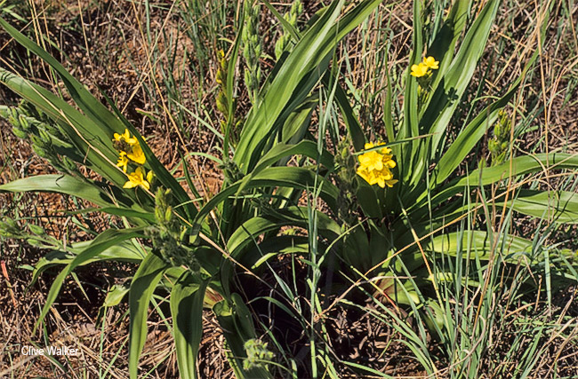 Hypoxis hemerocalllidea