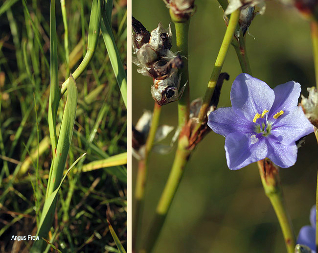 Aristea torulosa