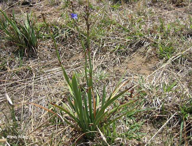 Aristea woodii
