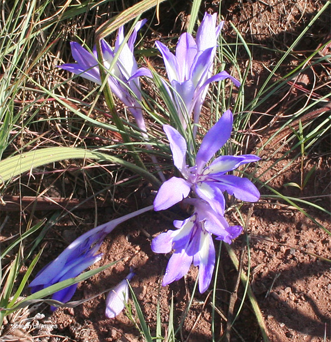 Babiana bainesii