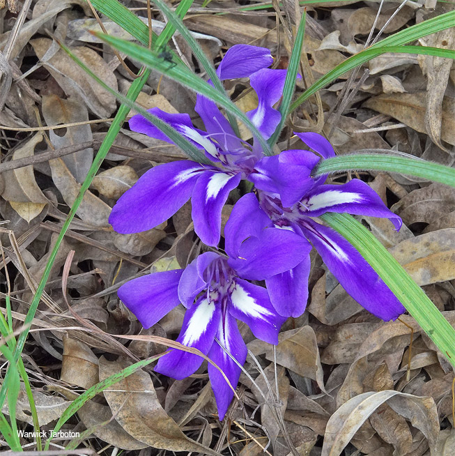 Babiana bainesii