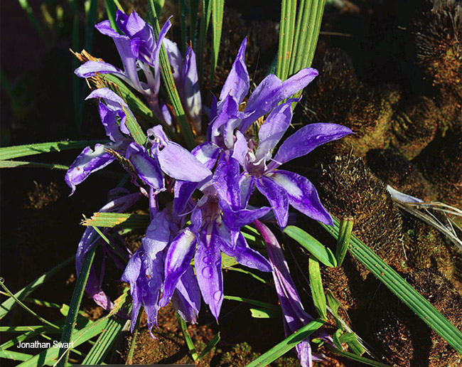 Babiana bainesii