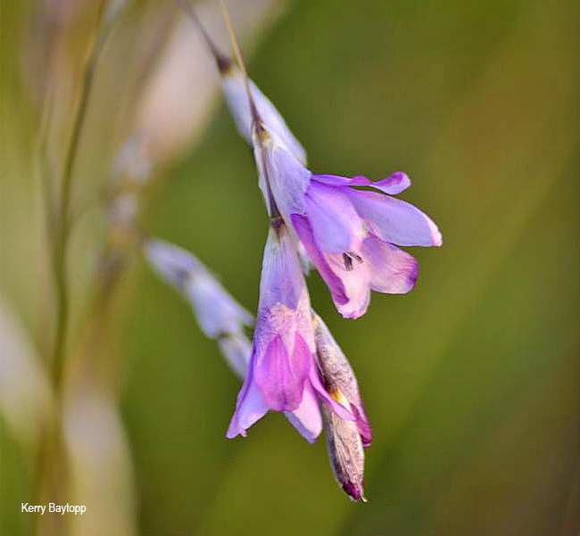 Dierama mossii