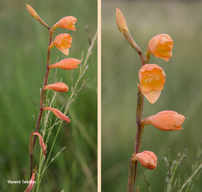 Gladiolus antholyzoides