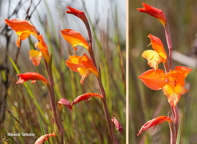 Gladiolus dalenii dalenii