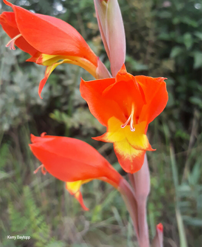 Gladiolus dalenii