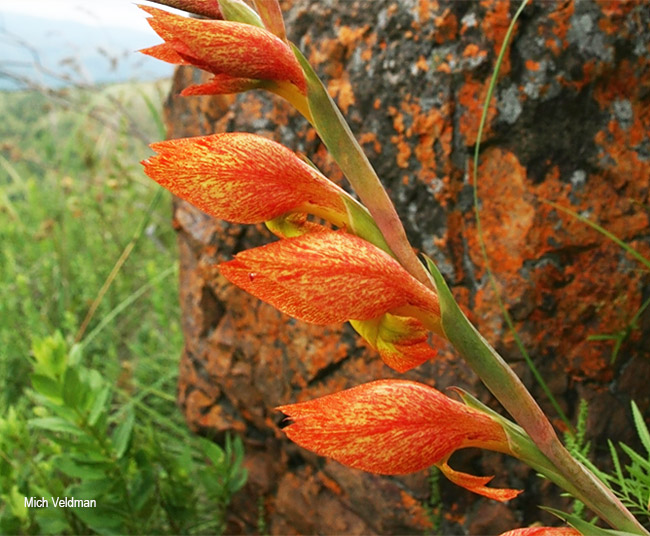 Gladiolus dalenii