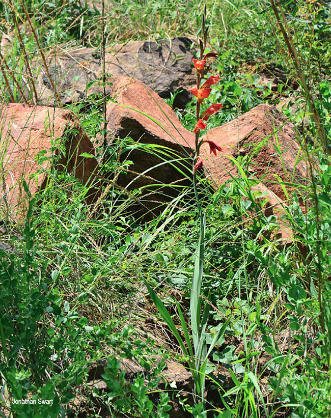 Gladiolus dalenii
