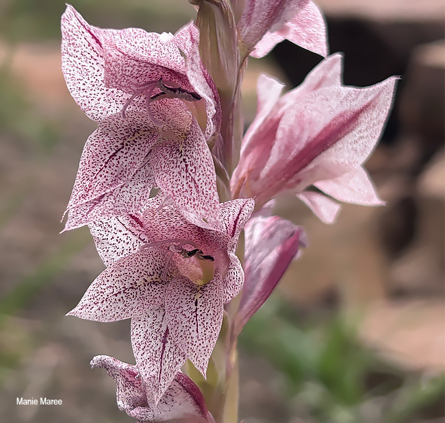 Gladiolus elliotii
