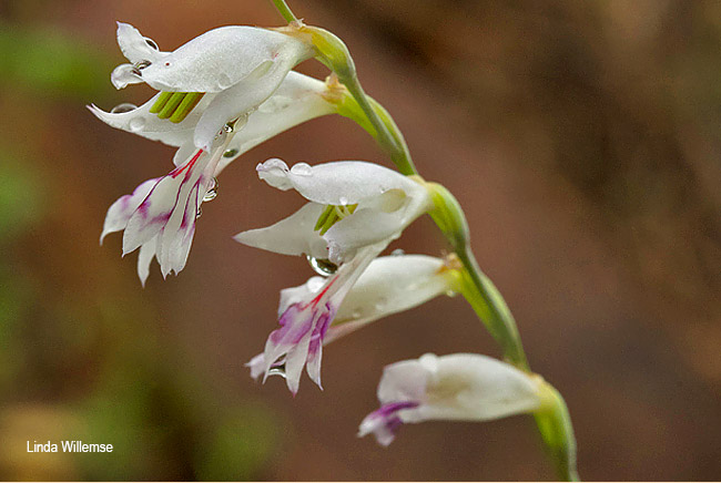 Gladiolus oatesii