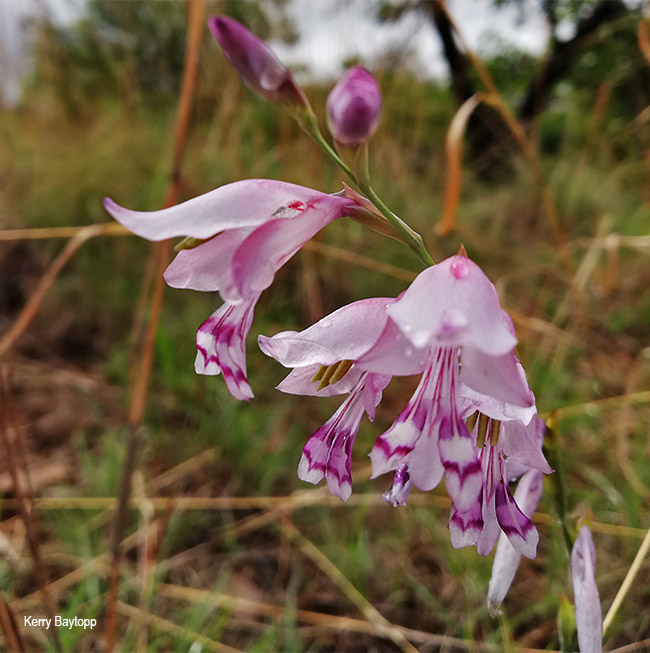 Gladiolus pretoriensis