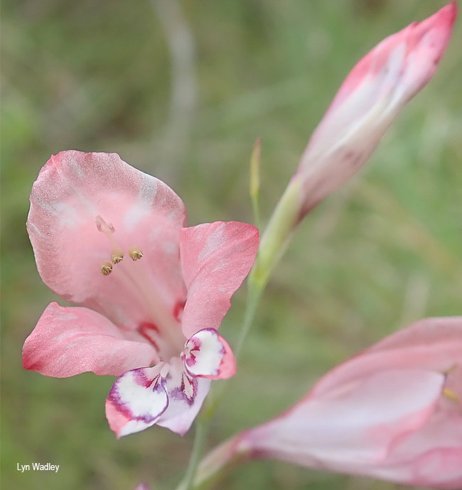 Gladiolus pretoriensis
