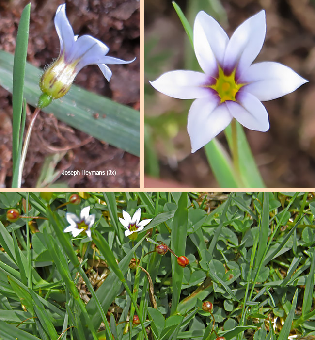 Sisyrinchium micranthum