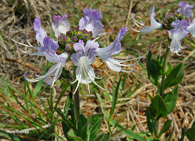 Ocimum obovatum obovatum