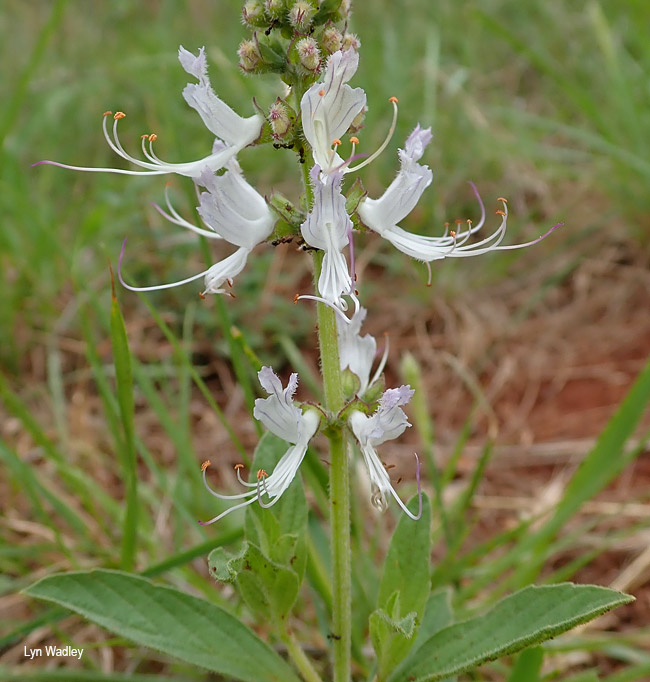 Ocimum filamentosum 