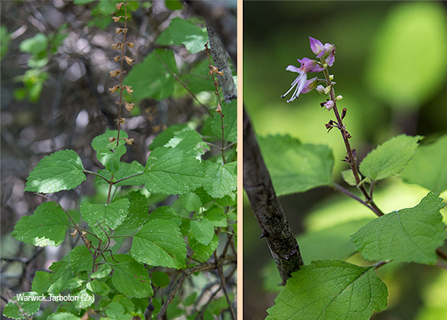 Ocimum labiatum