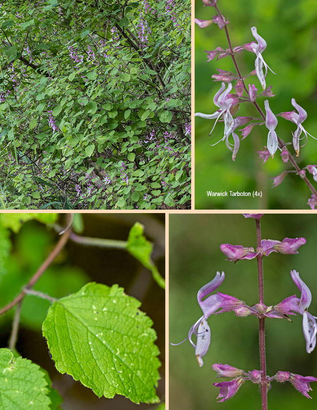 Ocimum labiatum