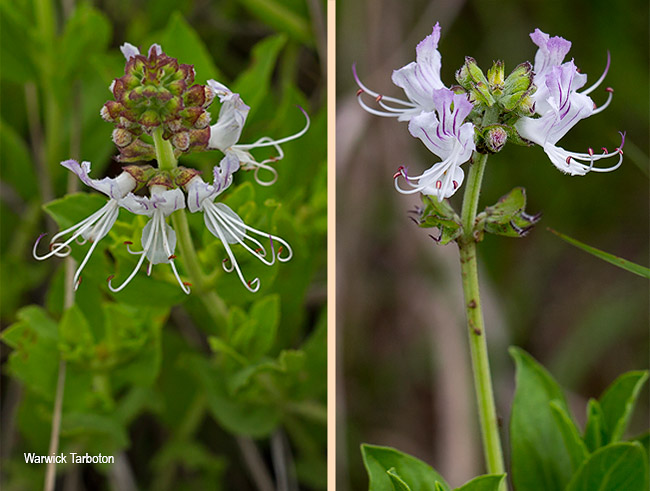 Ocimum obovatum