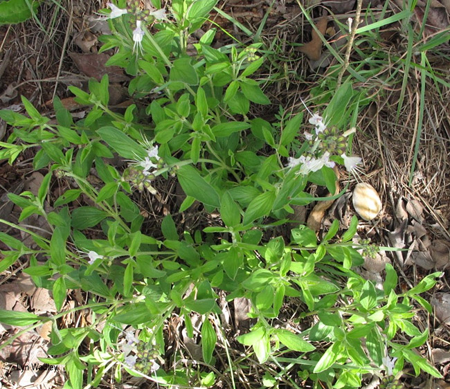Ocimum obovatum obovatum