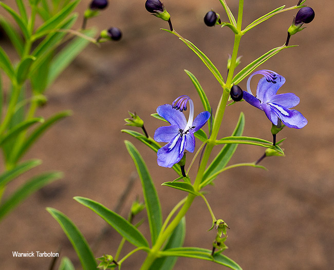 Rotheca louwalbertsii