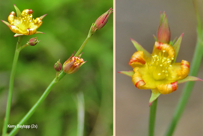 Linum acuticarpum