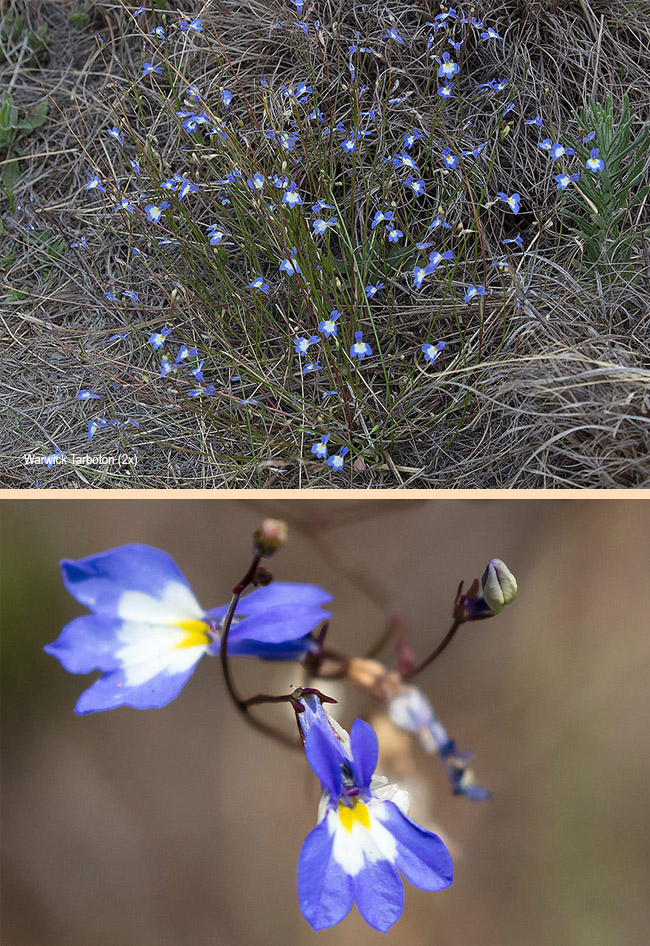 Lobelia erinus