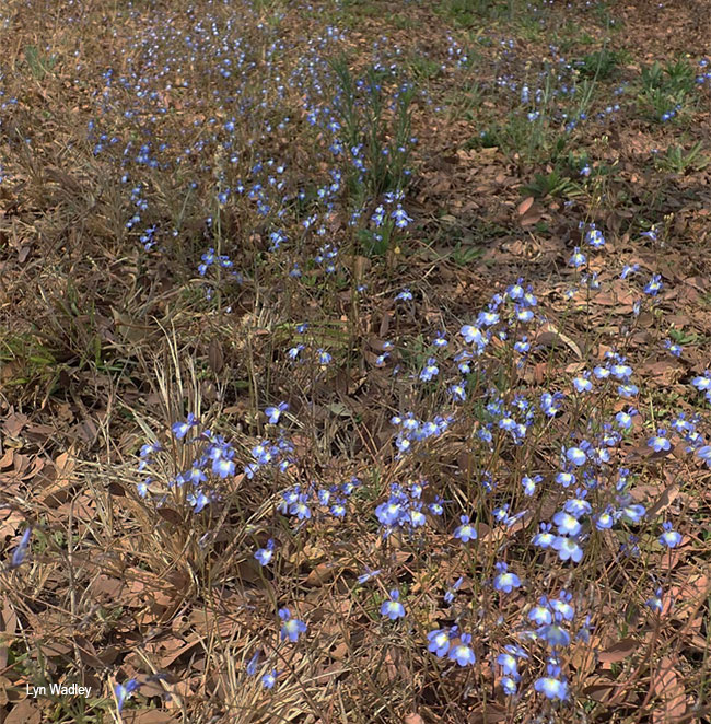 Lobelia erinus