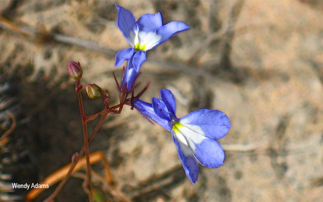 Lobelia erinus