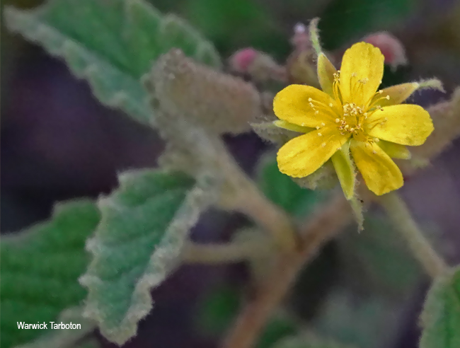Corchorus kirkii