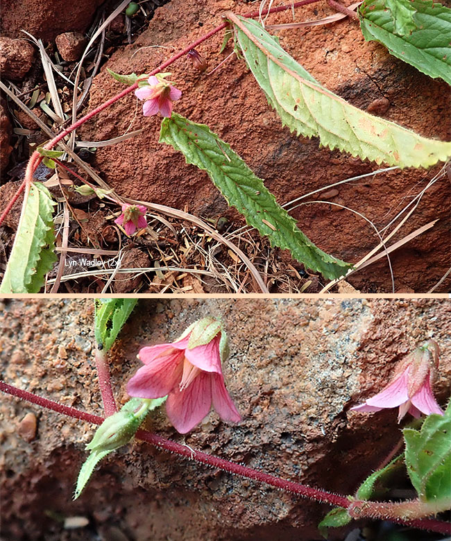 Hermannia coccocarpa