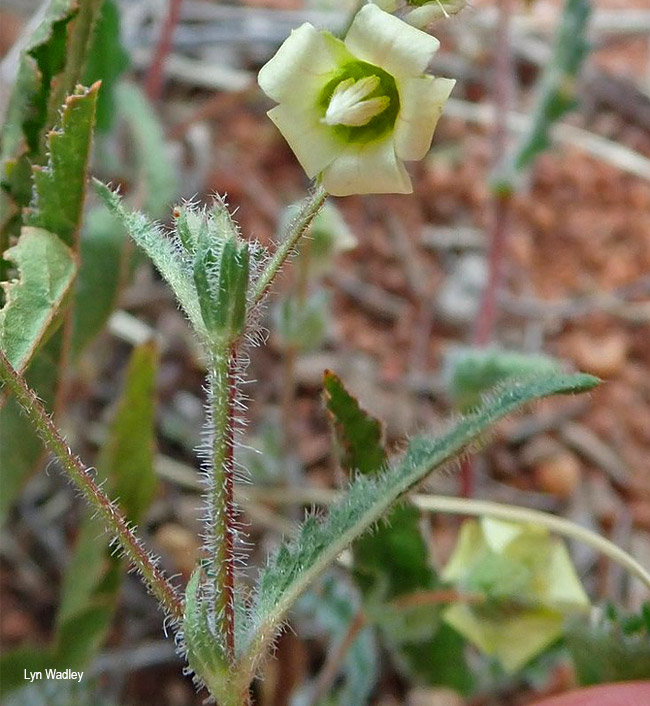 Hermannia parvula