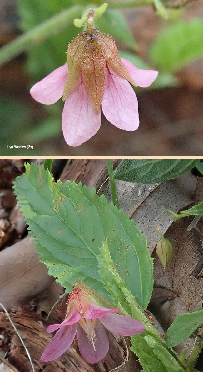 Hermannia stellulata