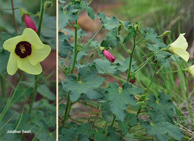 Hibiscus engleri