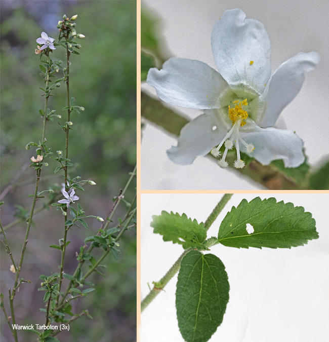 Hibiscus engleri