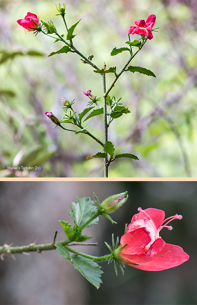 Hibiscus praeteritus