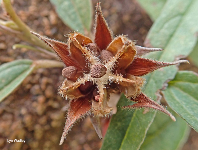 Melhania prostrata
