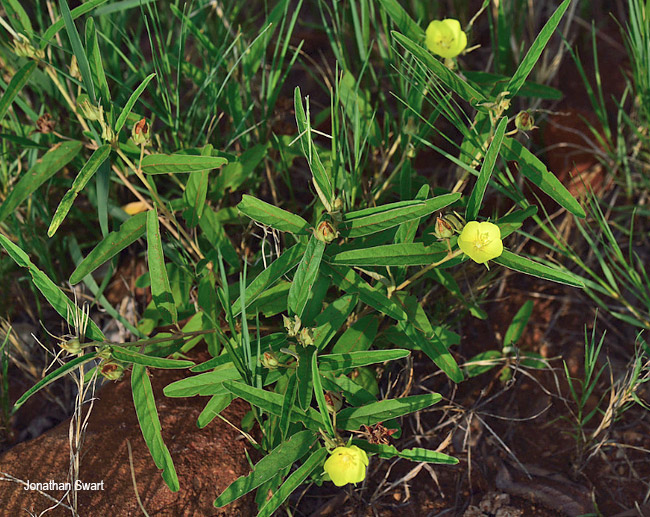 Melhania prostrata