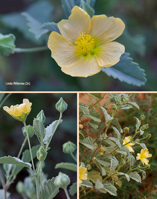 Sida chrysantha