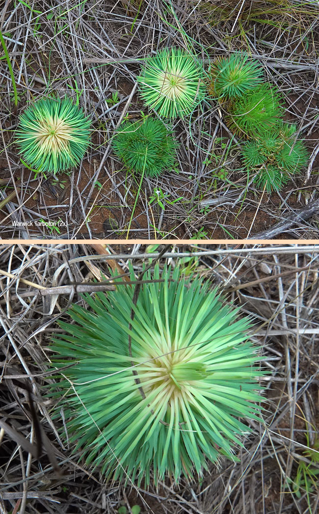Psammotropha myriantha