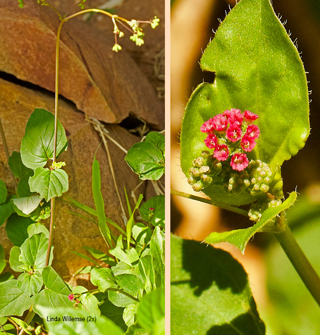 Boerhavia diffusa