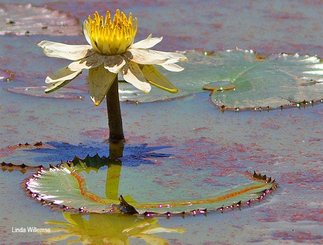 Nymphaea lotus