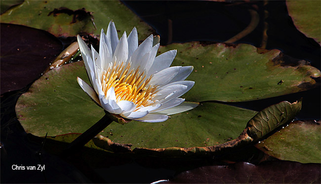 Nymphaea nouchali caerulea