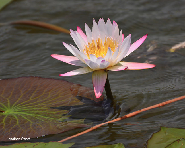 Nymphaea nouchali caerulea