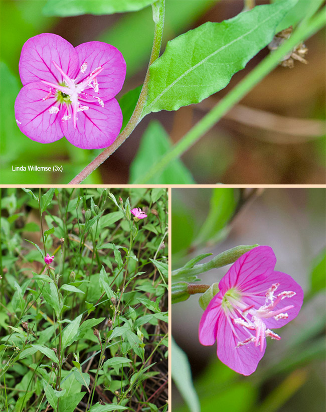 Oenothera rosea