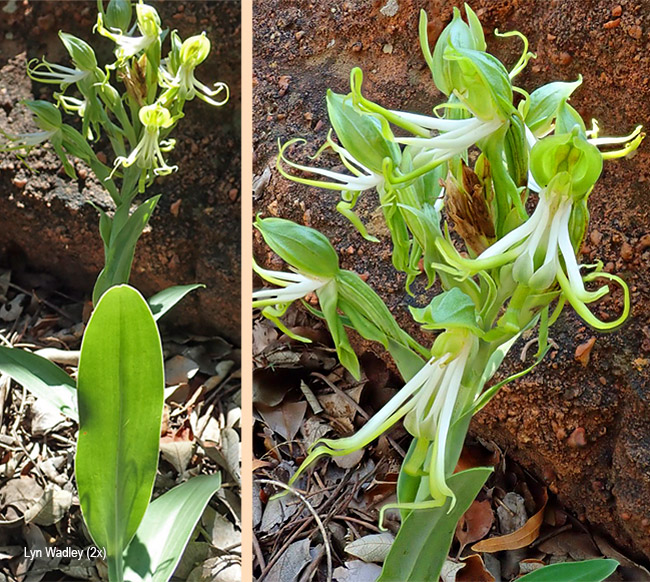 Bonatea speciosa