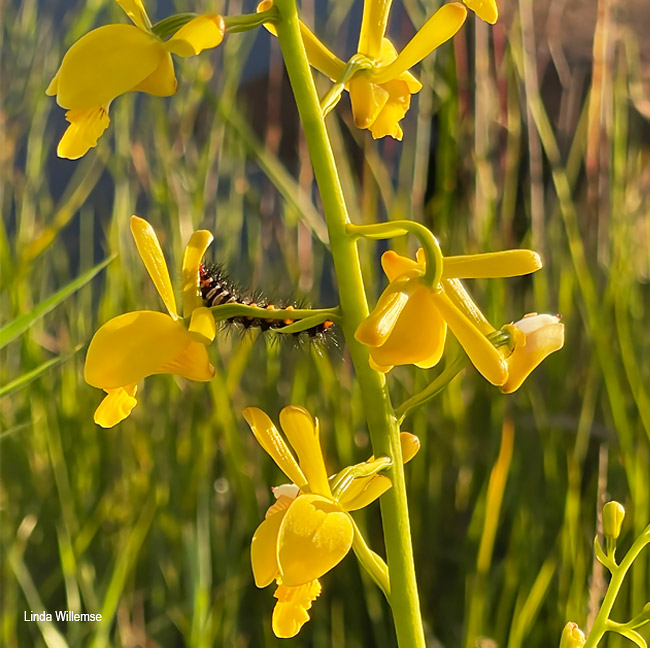 Eulophia angolensis